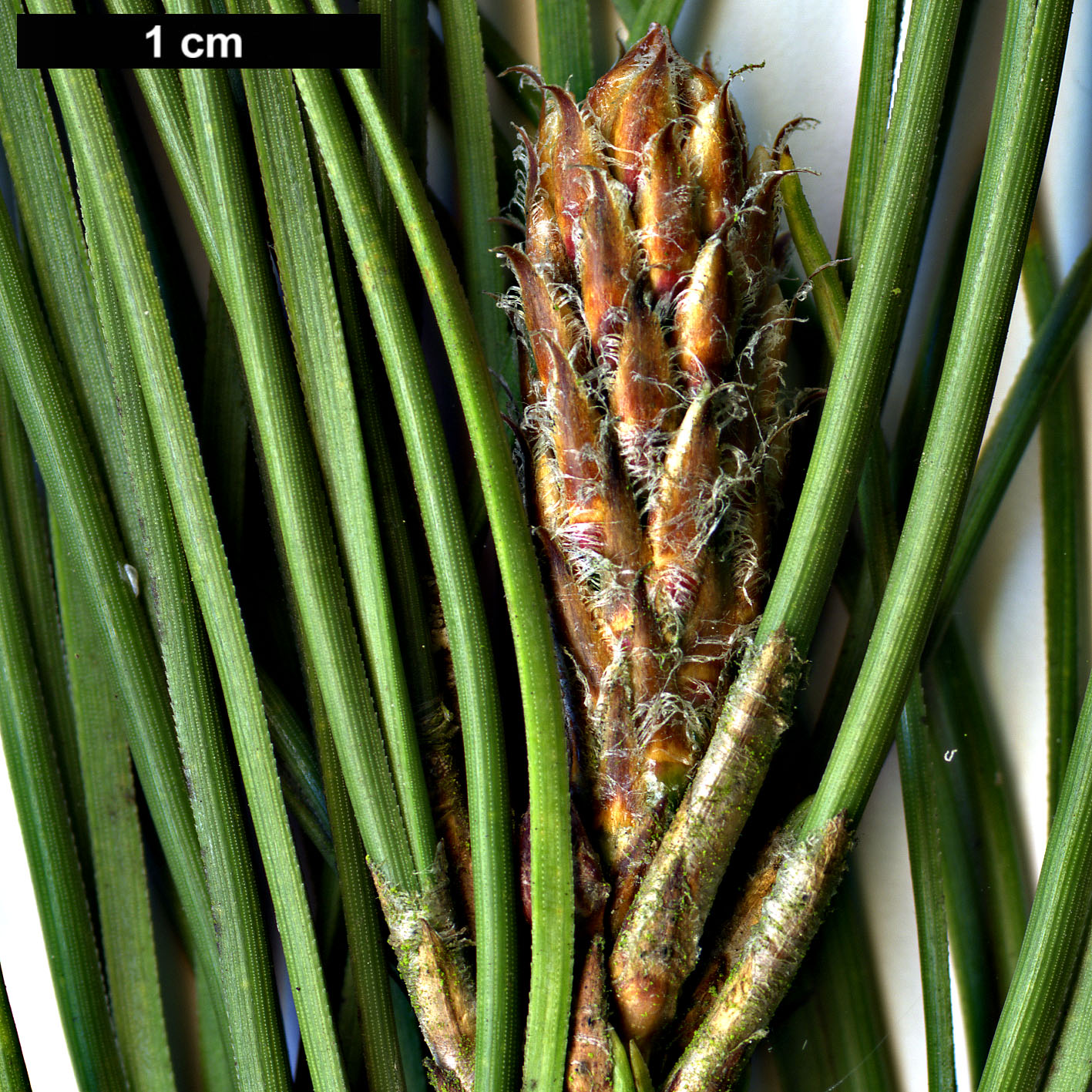 High resolution image: Family: Pinaceae - Genus: Pinus - Taxon: brutia - SpeciesSub: var. eldarica
